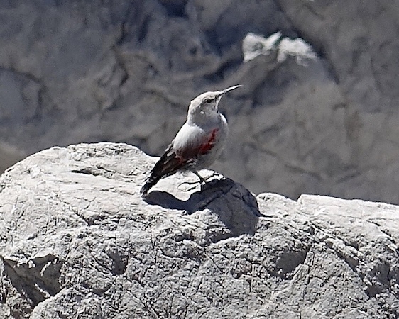 wallcreeper